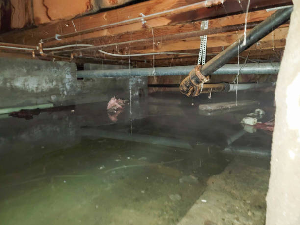Best Basement water damage restoration  in Carbon Hill, AL